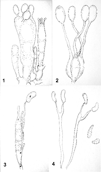 Drawing by Maria Lee-- basidia of 4 orders, numbered as above