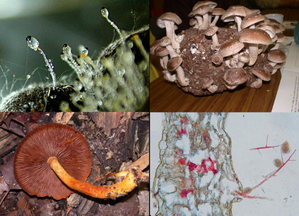 clockwise from upper left: Pilobolus crystallinus, Lentinula edodes, Phytophthora infestans, Gymnopilus spectabilis.