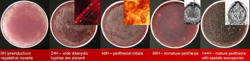 development of sexual spores of Gibberella in the lab