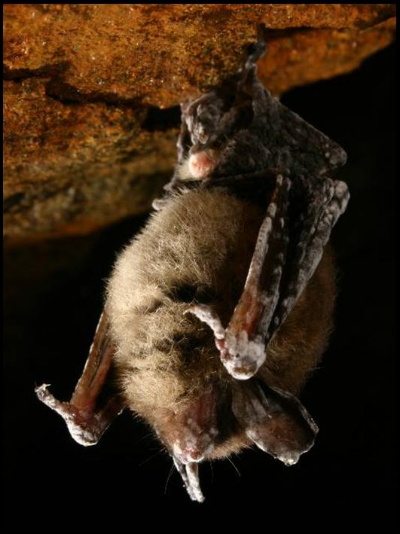 Bat with Geomyces destructans growing on it. photo by Alan Hicks, NY Department of Environmental Conservation.