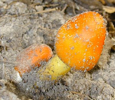 Amanita buttons in Texas