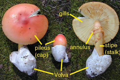 Amanita parts labeled