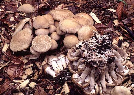 Agrocybe praecox