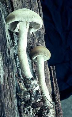 Agrocybe praecox on a tree-- Hal Burdsall's picture