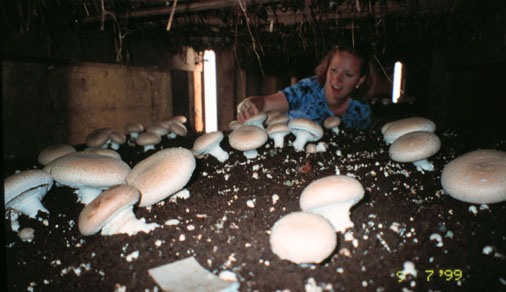 Kelly Ivors with a crop of  large portabella