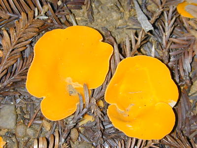 Aleuria aurantia, the orange peel fungus