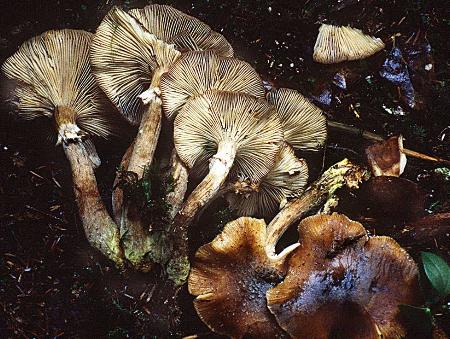 Armillaria solidipes