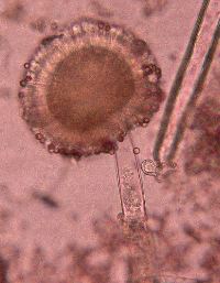 Aspergillus niger from Legion Marks