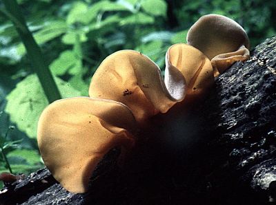 another view of Auricularia auricula-judae