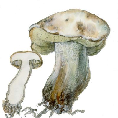 Boletus barrowsii watercolor by Beverly Hackett