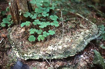 Bridgeoporus nobilissimus on a stump