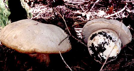 Boletus barrowsii