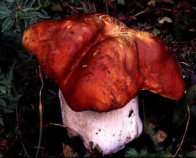 Boletus edulis