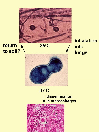 Blastomyces dermatitidis is dimorphic, changing from mycelium to yeast and back depending on the temperature