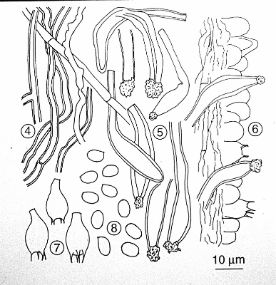 microscopic characters