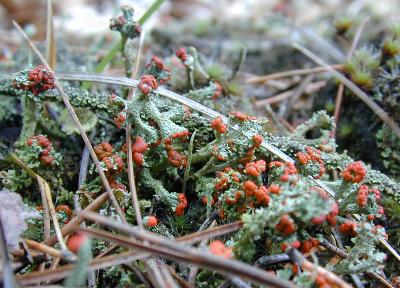 more British soldier lichens