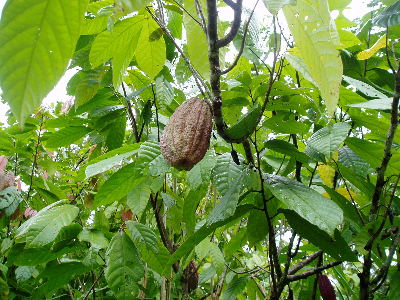  fruit of Theobroma cacao, the chocolate tree. photo by Becky Curland