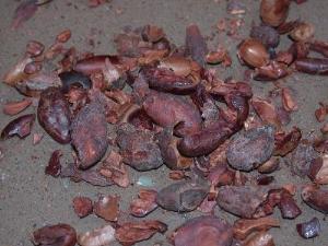 cacao beans, with seed coats removed