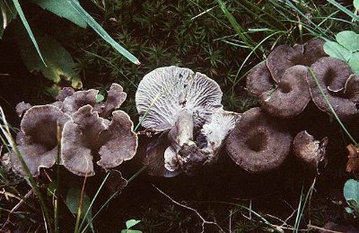 Craterellus cinereus var. multiplex