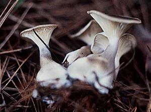 Clitocybe clavipes