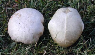 Calvatia craniformis, the skull-shaped puffball, with an imposter