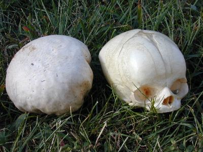 Calvatia craniformis, the skull-shaped puffball, with