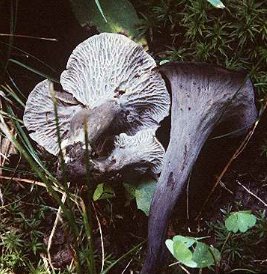 Craterellus cinereus var. multiplex on left, Craterellus fallax on right