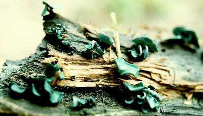 Chlorociboria aeruginosa