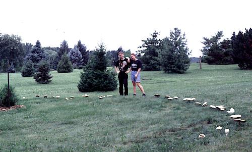 Chlorophyllum molybdites fairy ring