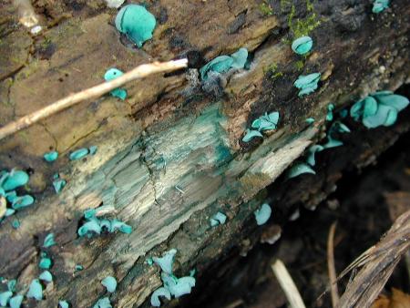 Chlorociboria aeruginascens