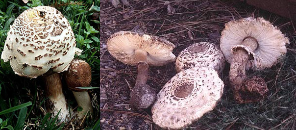 Chlorophyllum molybdites and Lepiota rhacodes fruiting bodies