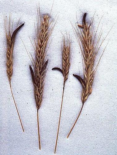 Claviceps purpurea on rye