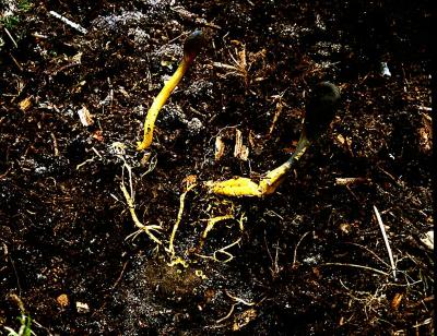 Cordyceps ophioglossoides