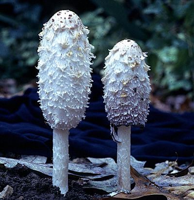 Coprinus comatus, photo by Hal Burdsall