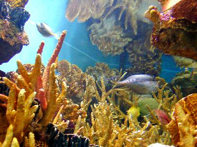 coral reef  from the aquarium in Boston, which I visited in 2000 with Toby Feibelman