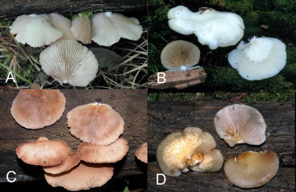  A &B = Crepidotus applanatus C=Crepidotus maculans D= Crepidotus mollis.  photos B& D by John Plischke III