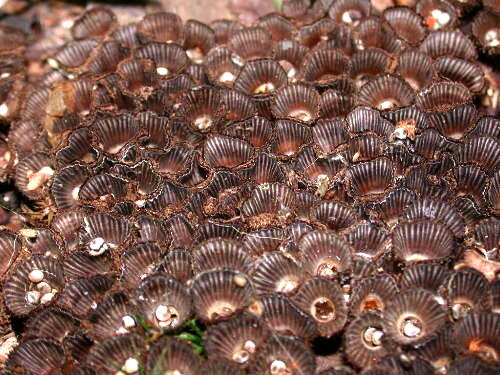 Huge cluster of Cyathus striatus on mulch