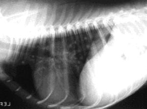 x-ray of a dog infected with Blastomyces