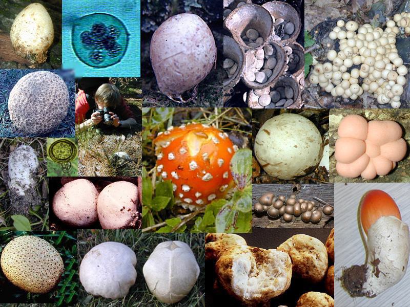 A mycological Easter egg hunt