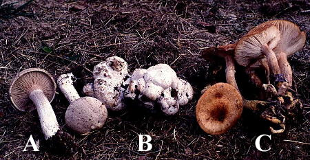 A=Entoloma abortivum fruiting bodies, B=Entoloma aborting Armillaria fruiting bodies, C=Armillaria gallica fruiting bodies