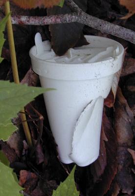 Styrofomes, a cup fungus