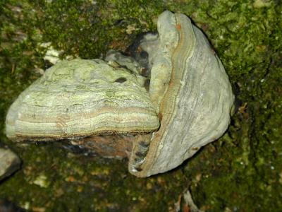 two Fomes fruiting bodies-- or are there two?  how did this happen?