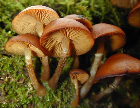 Galerina autumnalis, photo by Sean Westmoreland, M.S.