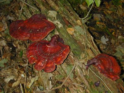 Ganoderma tsugae