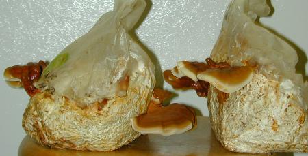 Ganoderma lucidum cultivated on artificial logs made of sawdust