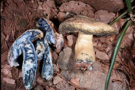 Gyroporus cyanescens photo by Georg Müller at http://www.pilzepilze.de