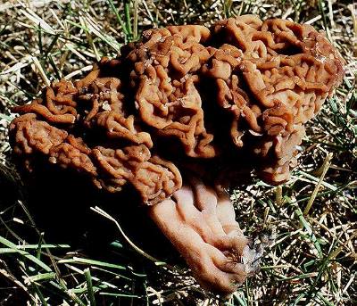 Gyromitra esculenta