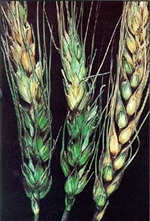 Head blight of wheat caused by Gibberella zeae