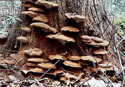 Ganoderma lucidum with spores