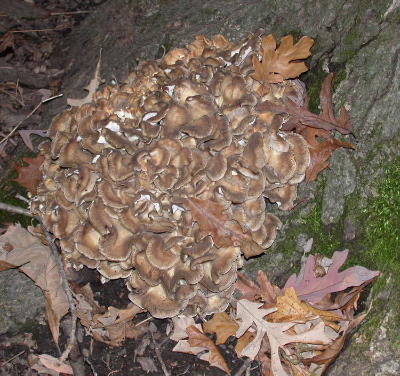 Grifola frondosa, the hen of the woods